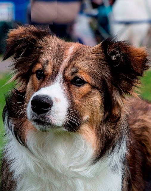 ボーダーコリーの多彩な毛色と遺伝法則を示す写真.