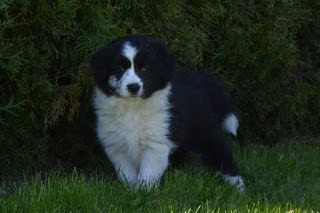 ボーダーコリーのかわいい子犬の画像です。.