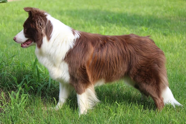 草原で立つボーダーコリーの全身写真.