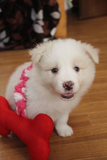 子犬の白い毛とピンクのリボンが特徴的な幼犬の写真.