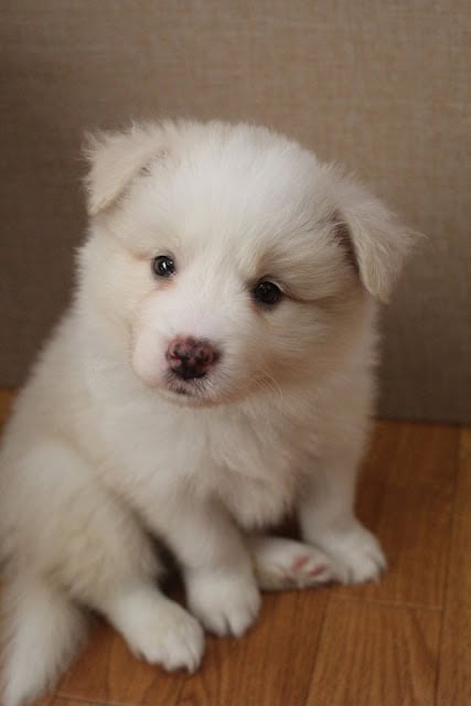 子犬のかわいい白い毛並みと大きな瞳.