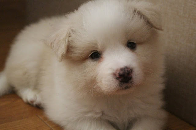 子犬のかわいい白い子犬の写真.