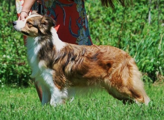 草原でポーズをとるボーダーコリーの犬の写真.