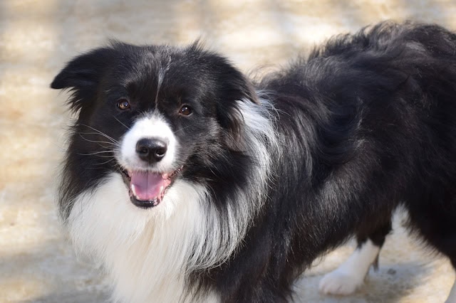 秋晴れの青空の下で笑顔の犬の写真.