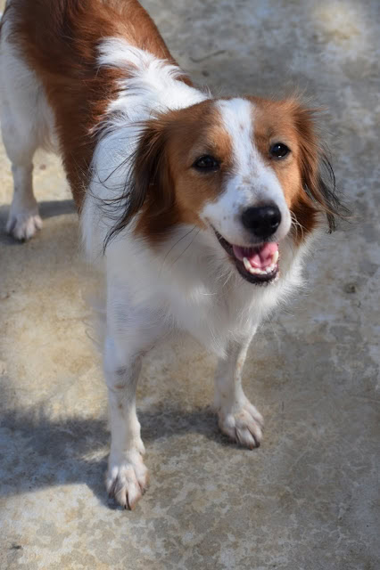 犬の笑顔と晴れた空の写真.