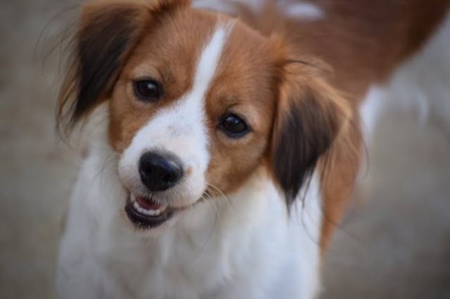 明るい表情の小型犬、茶色と白の毛並み、笑顔でこちらを見ている.