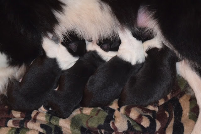 赤ちゃん黒白子猫の親子の写真です。.