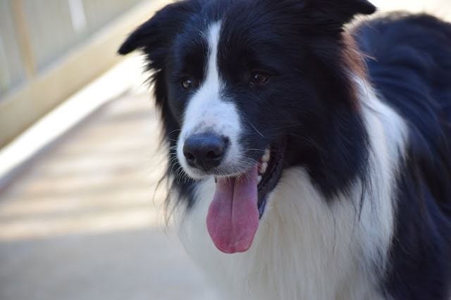 青空の下で笑顔のボーダーコリー犬.