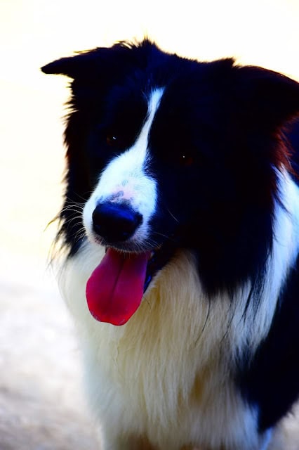 青空と一緒に楽しそうに遊ぶボーダーコリーの犬の写真です。.