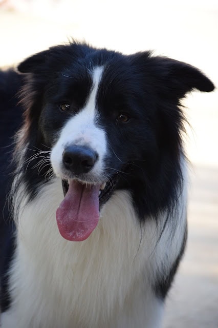 犬の顔のクローズアップ、笑顔で舌を出している黒白の犬.