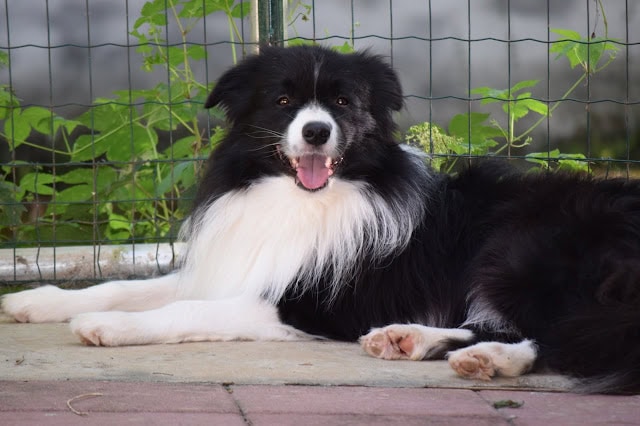 犬のコリーがフェンスの前でくつろいでいる様子.