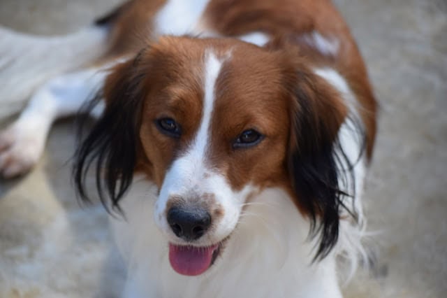 青空の下で笑顔の犬のアップ.