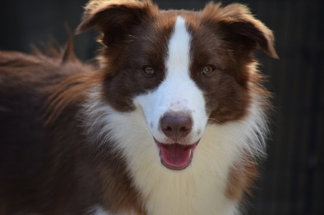 明るい秋晴れの下で笑顔の犬の写真です。.