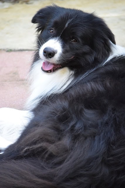 青空の下でくつろぐ黒白の犬のアップ写真.
