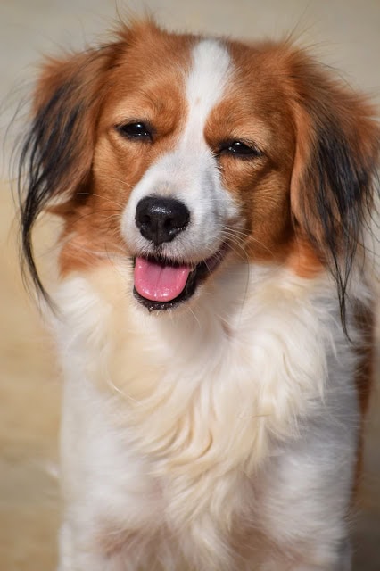 犬の笑顔と秋晴れの空.