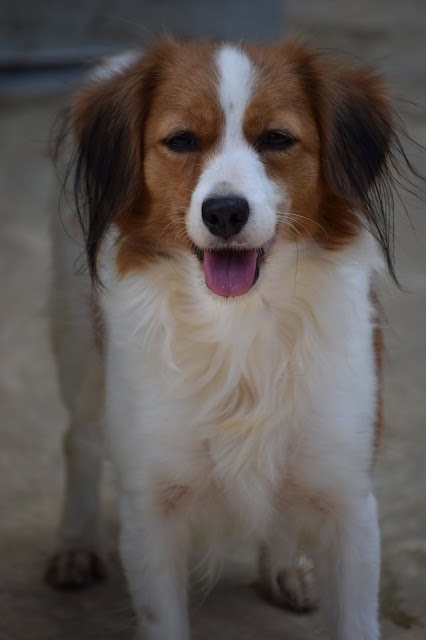 犬が笑顔でこちらを見ている様子.