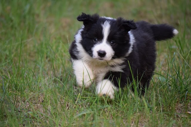 子犬が草原を走る様子を捉えた写真です。.