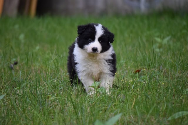 子犬が緑の草原を歩いている様子.
