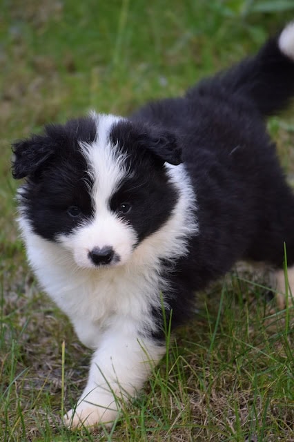 子犬が草原を走る姿の写真です。.