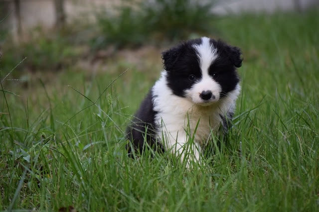 子犬の黒白の毛色とかわいい表情.