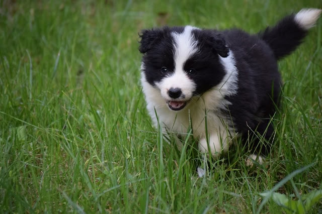 子犬の黒白パピーが草原を走る姿.