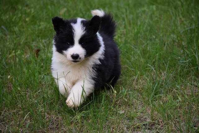 草原を走るかわいい黒白の子犬.