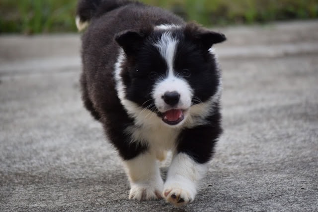 子犬が元気に走る様子を捉えた画像です.