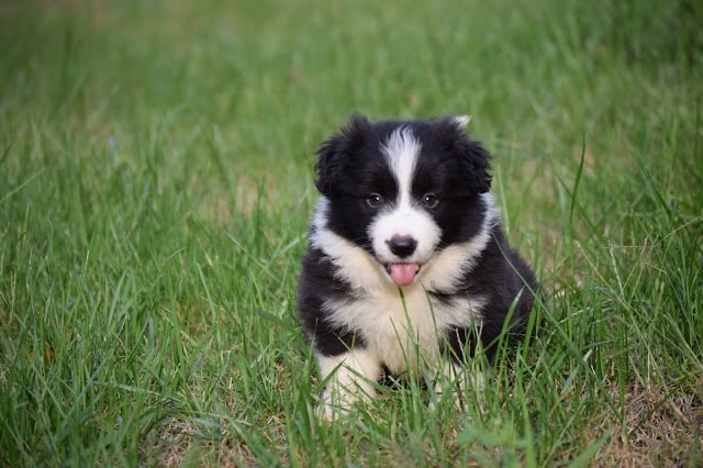 子犬のコーギーが緑の草原で遊んでいる様子.