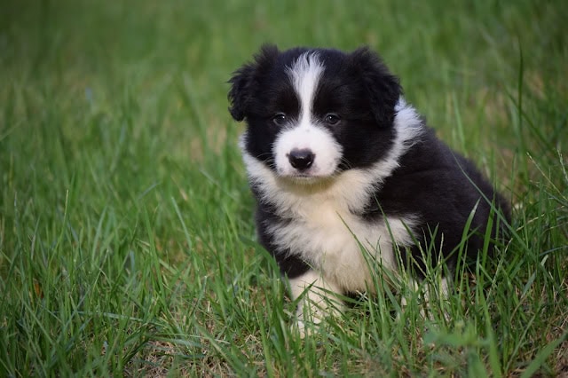 草原にいるかわいいボーダーコリーの子犬.