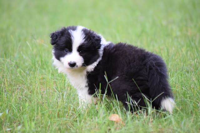 子犬の可愛い姿、緑の草原で遊ぶ黒白の子犬.