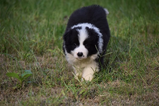 子犬が草原を歩く様子.