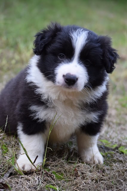 子犬の黒白の子犬が草原で座っている写真.