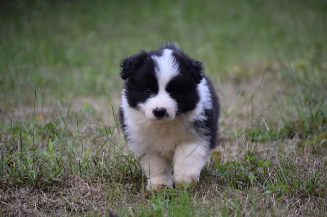 子犬が草原を歩いている様子.