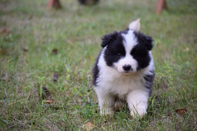 草の上を歩く黒白の子犬の写真.