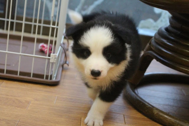 子犬の可愛い姿を捉えた写真です。.