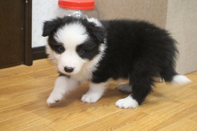 子犬の可愛い黒白模様のコーギーの子犬です.