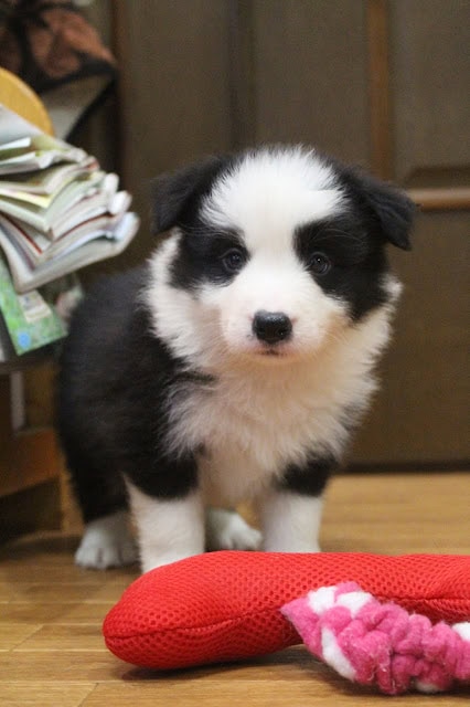 子犬の可愛い黒白のパピー写真.