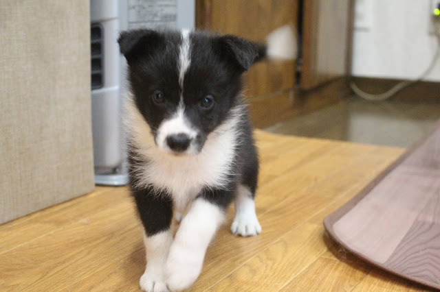 子犬の黒白の毛色と大きな目が魅力的な子犬の写真.