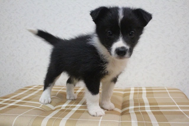 子犬のブラック＆ホワイトの毛並みと大きな目.