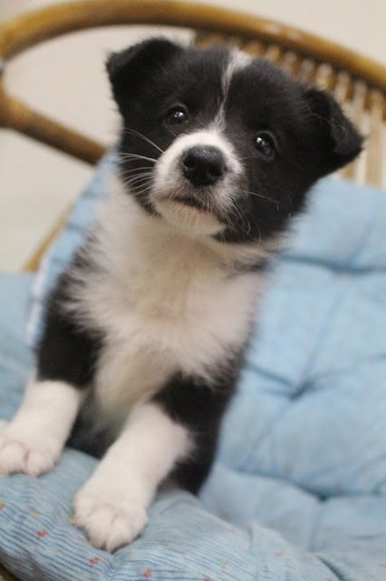 子犬のアップ写真、愛らしい表情が魅力的です.