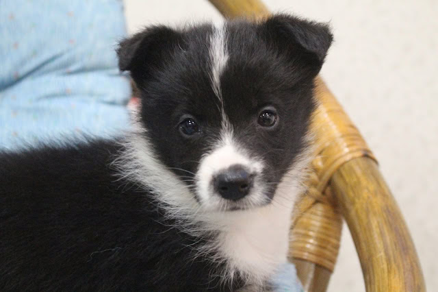 子犬のかわいいブラック＆ホワイトの子犬のアップ写真.