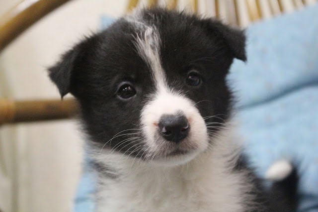 子犬のかわいい顔のアップ写真.