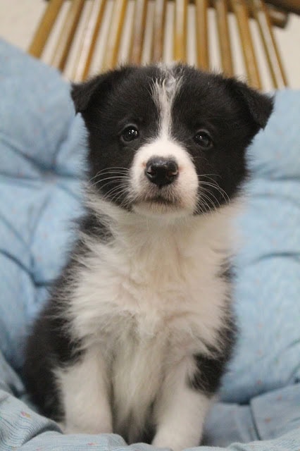 黒白のかわいい子犬のアップ写真.