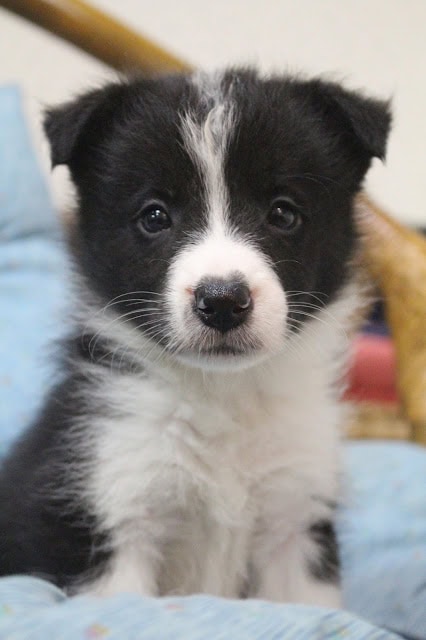 子犬のかわいい顔と黒白の毛色が特徴です.