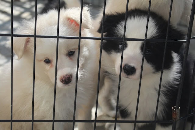 白と黒の子犬が柵越しに見つめるかわいいペットの写真.