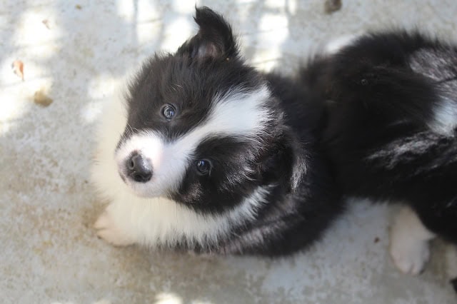 黒白の子犬が日向でくつろいでいます.