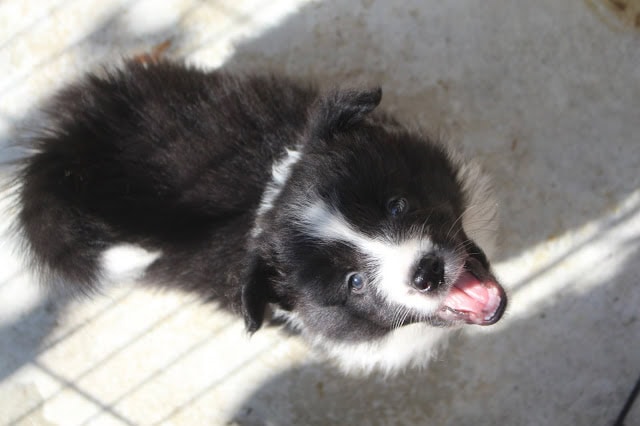 黒と白の子犬が笑顔で遊んでいる様子.