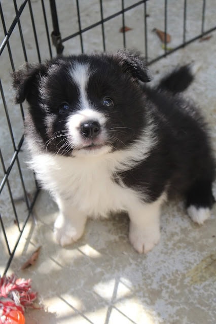 子犬が柵の中で遊んでいる様子を捉えた画像です。.