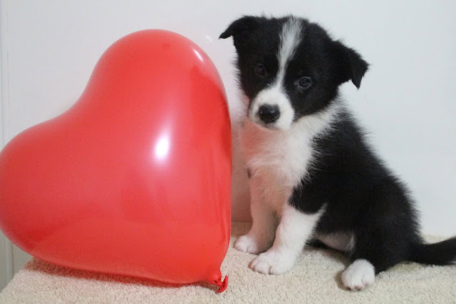 ハート型の風船と子犬のかわいい写真.