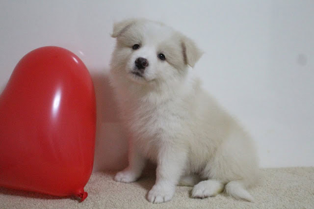 子犬と赤いハート型の風船の写真.